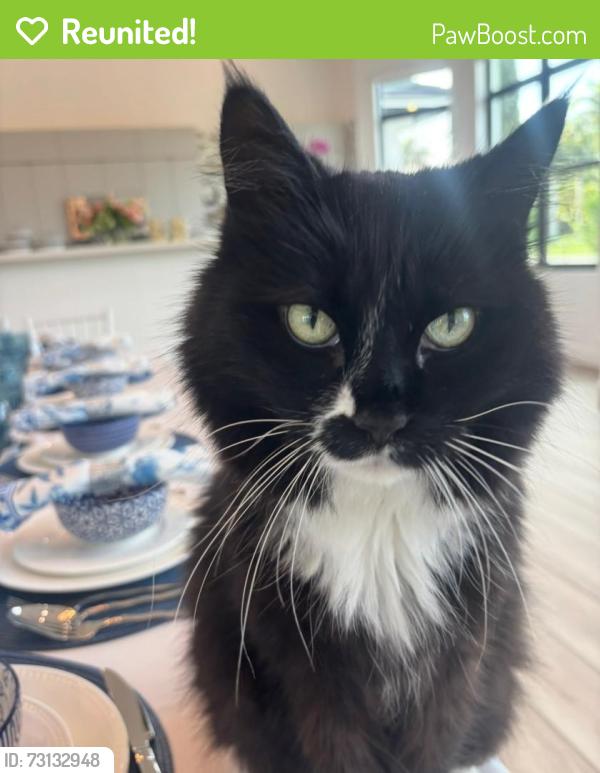 Reunited Male Cat last seen Paddock park, Wellington, FL 33414
