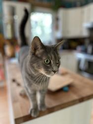 Reunited Female Cat last seen Woods and Ellesmere, Gatineau, QC J9H 6J3