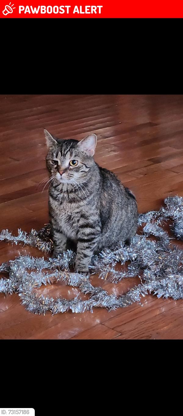 Lost Female Cat last seen Dasher Avenue and schoolbell road, New Castle County, DE 19720