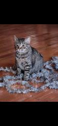 Lost Female Cat last seen Dasher Avenue and schoolbell road, New Castle County, DE 19720