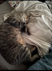 Lost Male Cat last seen Taylor, Reno, NV 89501