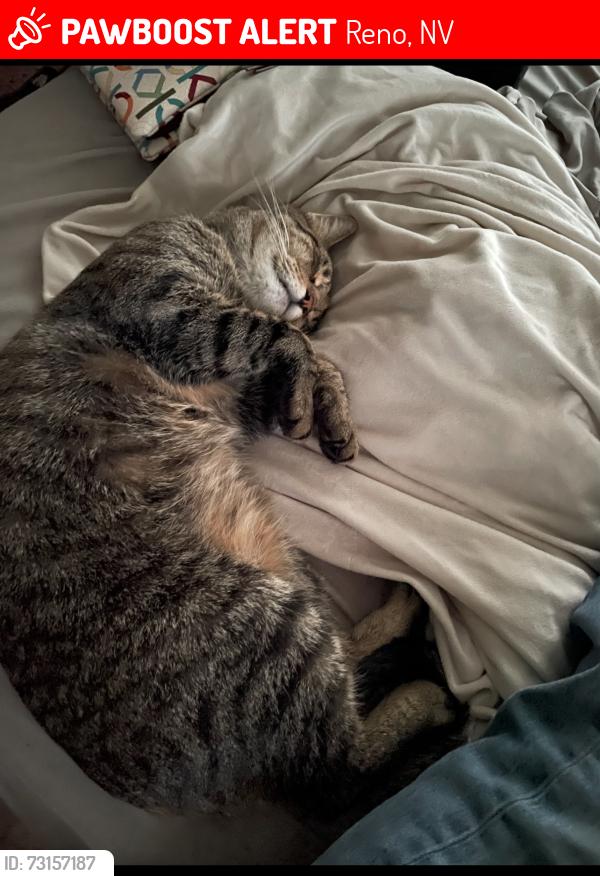 Lost Male Cat last seen Taylor, Reno, NV 89501