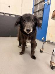 Shelter Stray Female Dog last seen 8th Ave S and S Southern St, Seattle, WA, 2061 15th Ave W, Seattle, WA 98119, USA