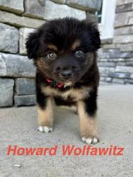 Shelter Stray Male Dog last seen E 27th St and Brighton Ave, KCMO, 64128, 64128, MO, 7077 Elmwood Ave, Kansas City, MO 64132, USA
