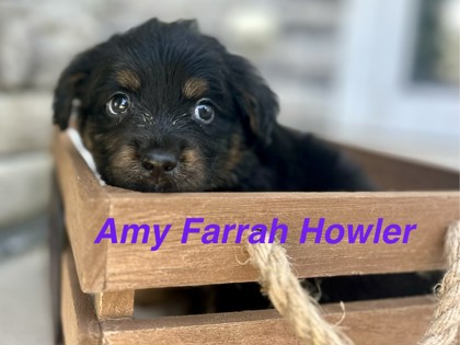 Shelter Stray Female Dog last seen E 27th St and Brighton Ave, KCMO, 64128, 64128, MO, 7077 Elmwood Ave, Kansas City, MO 64132, USA