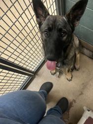 Shelter Stray Female Dog last seen Lake Merrit, Oakland, CA, 1101 29th Ave, Oakland, CA 94601, USA