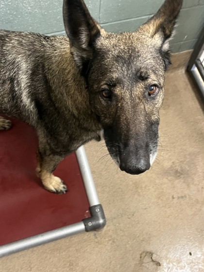 Shelter Stray Male Dog last seen Near Halloday Ave, Oakland, CA, 1101 29th Ave, Oakland, CA 94601, USA