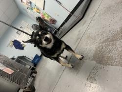 Shelter Stray Male Dog last seen Moorhaven way, Sacramento County, CA, 6201 Florin Perkins Rd, Sacramento, CA 95828, USA
