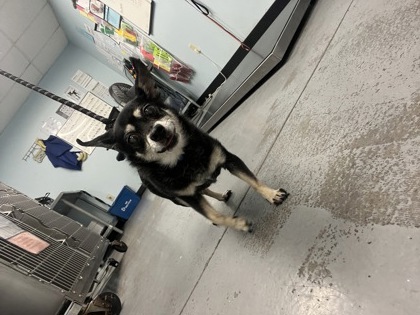 Shelter Stray Male Dog last seen Moorhaven way, Sacramento County, CA, 6201 Florin Perkins Rd, Sacramento, CA 95828, USA