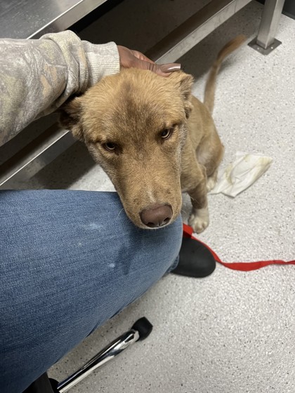 Shelter Stray Female Dog last seen 90th and Thermal, Oakland, CA, 1101 29th Ave, Oakland, CA 94601, USA