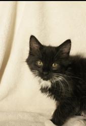 Shelter Stray Female Cat last seen Church Street at Edison ave, Sacramento County, CA, 6201 Florin Perkins Rd, Sacramento, CA 95828, USA
