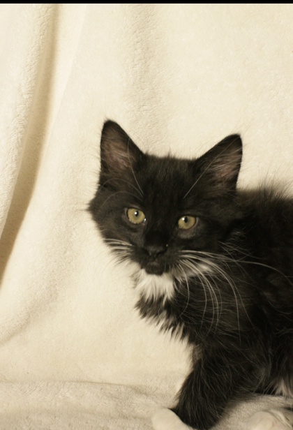 Shelter Stray Female Cat last seen Church Street at Edison ave, Sacramento County, CA, 6201 Florin Perkins Rd, Sacramento, CA 95828, USA