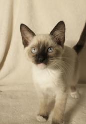 Shelter Stray Female Cat last seen Church Street at Edison ave, Sacramento County, CA, 6201 Florin Perkins Rd, Sacramento, CA 95828, USA