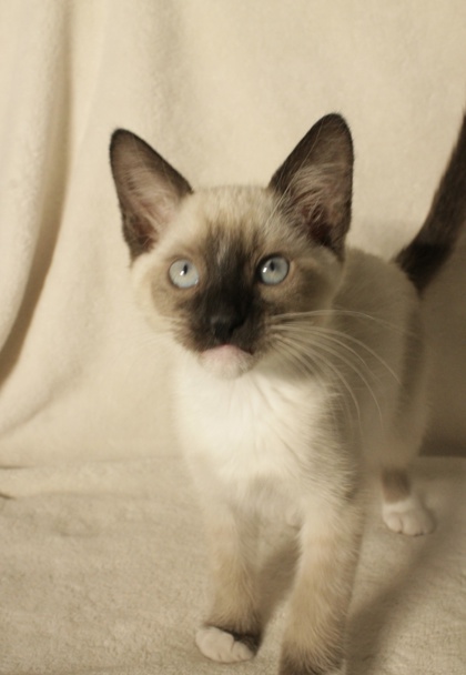 Shelter Stray Female Cat last seen Church Street at Edison ave, Sacramento County, CA, 6201 Florin Perkins Rd, Sacramento, CA 95828, USA