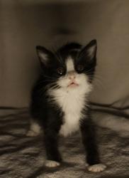 Shelter Stray Male Cat last seen Edison Ave at WRIGHT ST, Sacramento County, CA, 6201 Florin Perkins Rd, Sacramento, CA 95828, USA