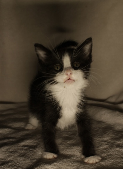 Shelter Stray Male Cat last seen Edison Ave at WRIGHT ST, Sacramento County, CA, 6201 Florin Perkins Rd, Sacramento, CA 95828, USA