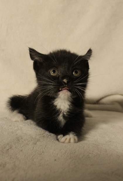 Shelter Stray Female Cat last seen Edison Ave at WRIGHT ST, Sacramento County, CA, 6201 Florin Perkins Rd, Sacramento, CA 95828, USA