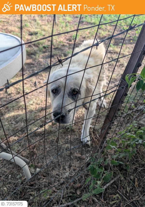Found/Stray Male Dog last seen Last Chance and January Ln, Ponder, TX 76259