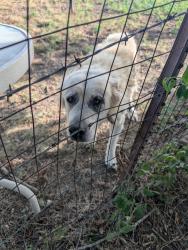 Found/Stray Male Dog last seen Last Chance and January Ln, Ponder, TX 76259