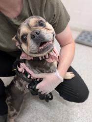 Shelter Stray Female Dog last seen Near N Hilton St, 21229, MD, 301 Stockholm St, Baltimore, MD 21230, USA