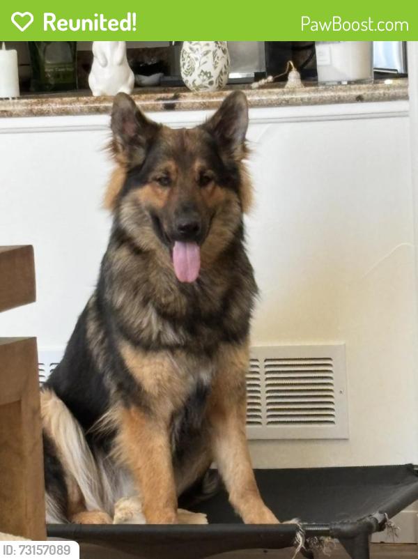 Reunited Male Dog last seen S Pinery / Forest View, Douglas County, CO 80134