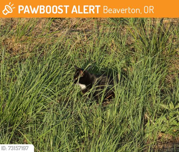 Found/Stray Unknown Cat last seen SW Division St on Westside Regional Trail, Beaverton, OR 97007