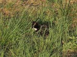 Found/Stray Unknown Cat last seen SW Division St on Westside Regional Trail, Beaverton, OR 97007