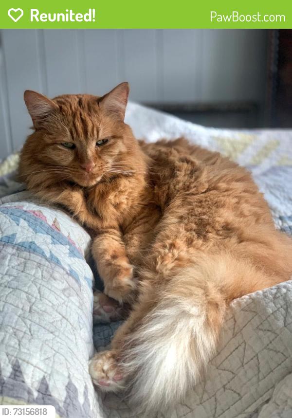 Reunited Male Cat last seen Calle Miramar by Miramar Park, Rivera Village, Redondo Beach, CA 90277