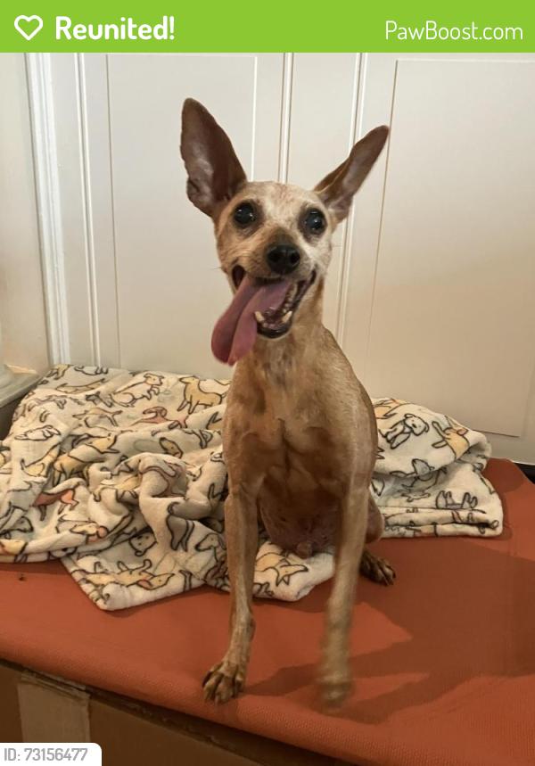 Reunited Male Dog last seen 53rd and Locust, Philadelphia, PA 19139