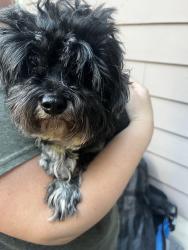 Reunited Male Dog last seen 197tg and 5th ave nw, Shoreline, WA 98177