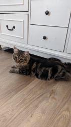 Lost Male Cat last seen Brenda Ellen drive and cobbler drive, Coweta County, GA 30265