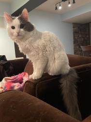Reunited Male Cat last seen Magnolia Ave and Lavina, Hamilton, ON L9C 7V9
