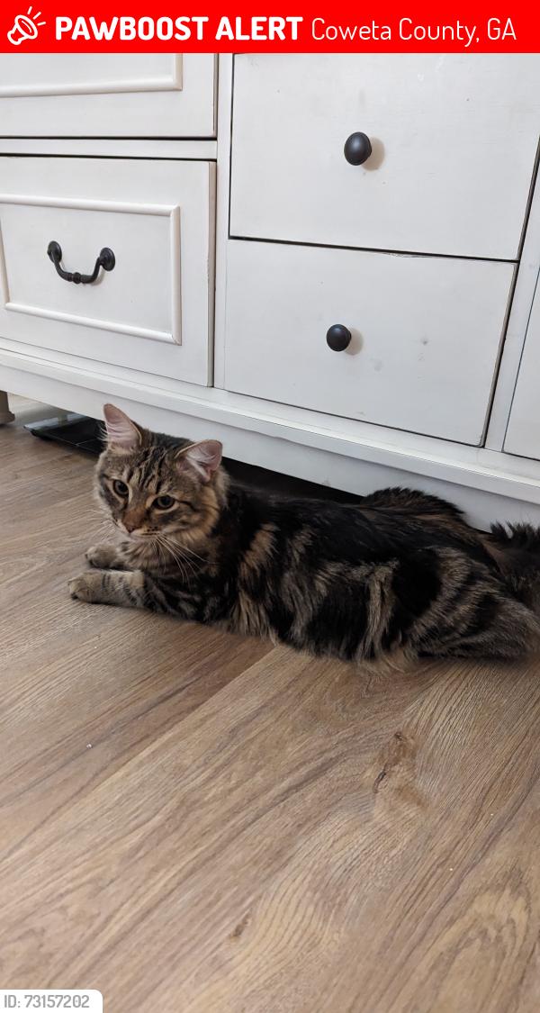 Lost Male Cat last seen Brenda Ellen drive and cobbler drive, Coweta County, GA 30265
