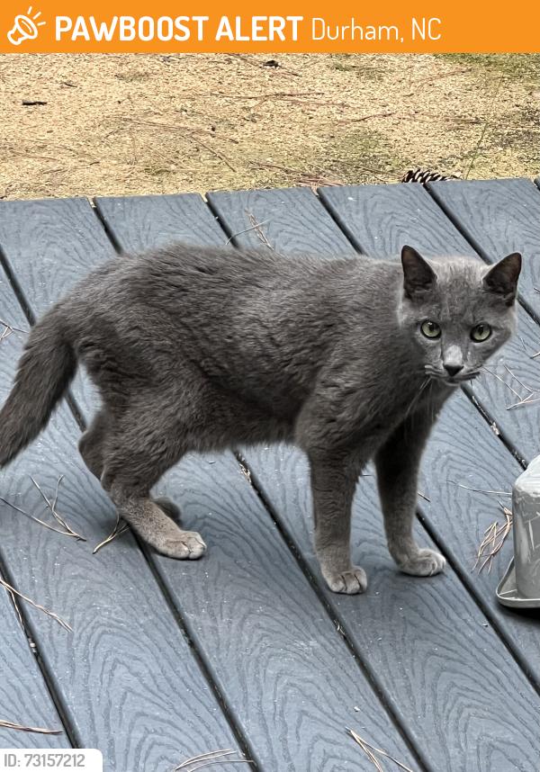 Found/Stray Unknown Cat last seen Hope Valley and Brighton, Durham, NC 27707