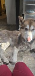 Reunited Male Dog last seen Dead end of Sorenson Rd SE. Rampart Drive, Bald Hill Rd SE, Thurston County, WA 98597