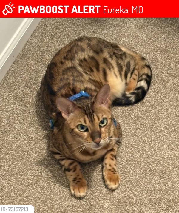 Lost Female Cat last seen Alt Road Forby, Eureka, MO 63025