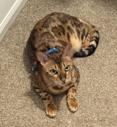 Lost Female Cat last seen Alt Road Forby, Eureka, MO 63025