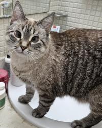 Reunited Female Cat last seen Hoover and 11 mile across from Kroger, Warren, MI 48089