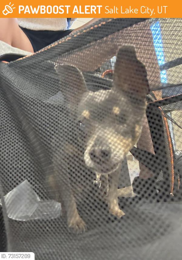 Found/Stray Female Dog last seen Near E and Harrison Ave, Salt Lake City, UT 84105