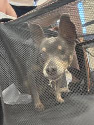Found/Stray Female Dog last seen Near E and Harrison Ave, Salt Lake City, UT 84105