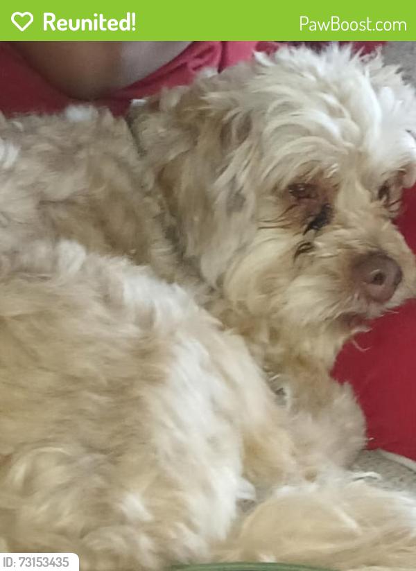 Reunited Male Dog last seen Kimes ave, Macomb, OK 74852