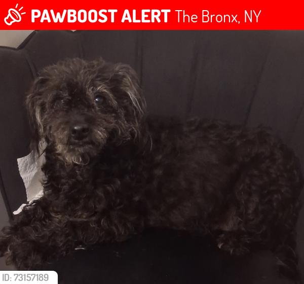 Lost Female Dog last seen Mitchell Projects Alexander Ave Bronx, NY 10454, The Bronx, NY 10454