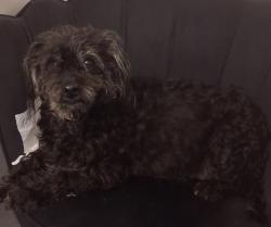 Lost Female Dog last seen Mitchell Projects Alexander Ave Bronx, NY 10454, The Bronx, NY 10454