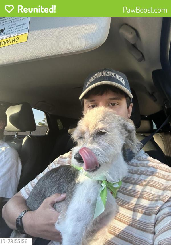 Reunited Female Dog last seen Maryland & Harmon, Las Vegas, NV 89121