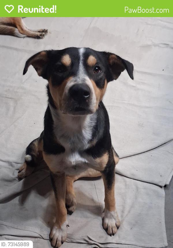 Reunited Male Dog last seen Near Rolling Fields Dr, Memphis, TN 38134, USA, Memphis, TN 38134