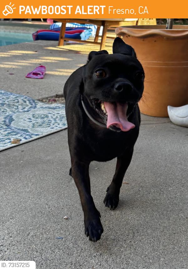 Found/Stray Female Dog last seen Chestnut/Sierra, Fresno, CA 93710