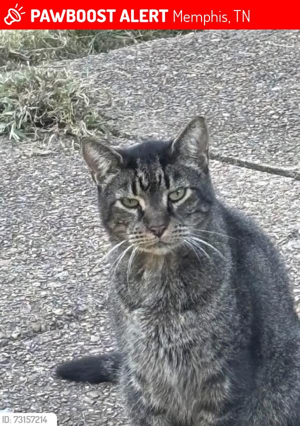 Lost Male Cat last seen Beckman dr, Memphis, TN 38135