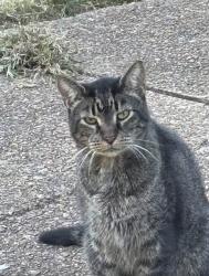 Lost Male Cat last seen Beckman dr, Memphis, TN 38135
