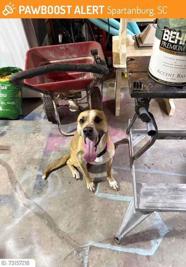 Found/Stray Female Dog last seen Providence Presbyterian church/fernwood Glendale rd, Spartanburg, SC 29307