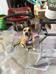Found/Stray Female Dog last seen Providence Presbyterian church/fernwood Glendale rd, Spartanburg, SC 29307